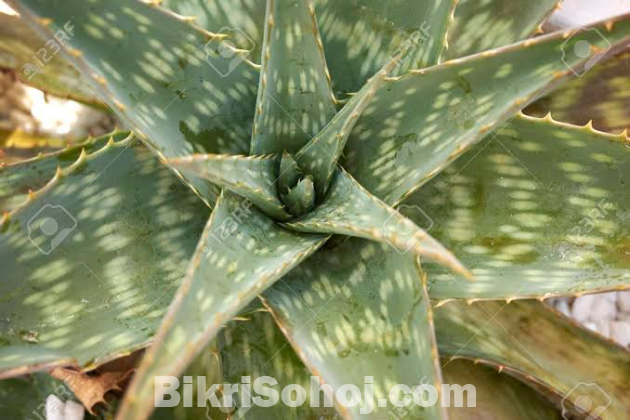 Aloe Vera Maculata